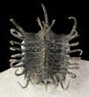 Large, Spiny Koneprusia Trilobite #65824-5